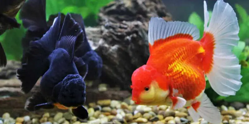 japon balığı renk değişimi