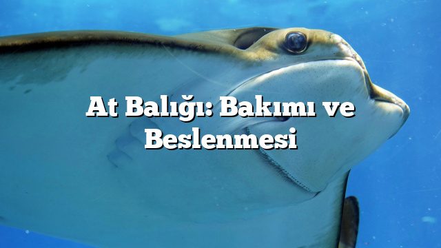 At Balığı: Bakımı ve Beslenmesi