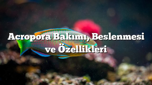 Acropora Bakımı, Beslenmesi ve Özellikleri