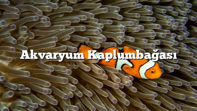 Akvaryum Kaplumbağası