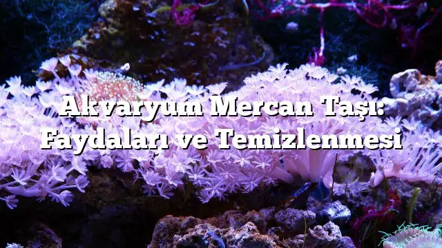 Akvaryum Mercan Taşı: Faydaları ve Temizlenmesi