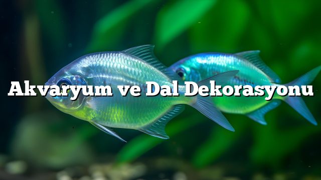 Akvaryum ve Dal Dekorasyonu Akvaryum ve Dal Dekorasyonu