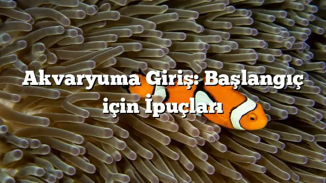 Akvaryuma Giriş: Başlangıç için İpuçları Akvaryuma Giriş: Başlangıç için İpuçları