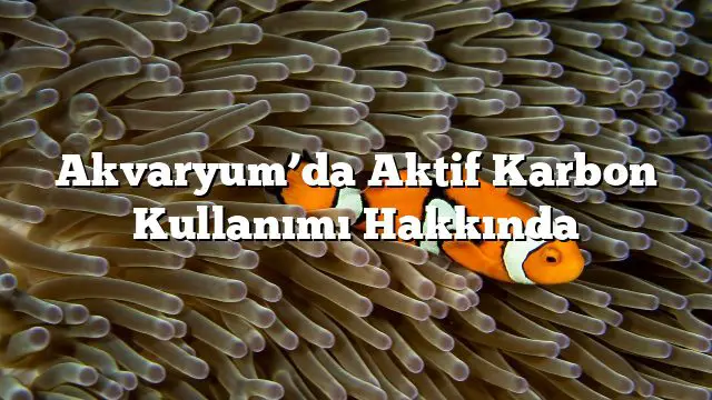 Akvaryum’da Aktif Karbon Kullanımı Hakkında