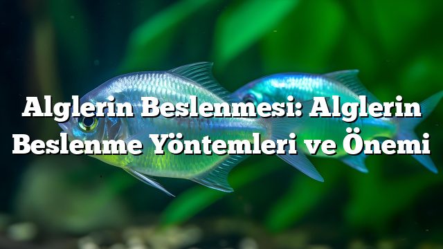 Alglerin Beslenmesi: Alglerin Beslenme Yöntemleri ve Önemi Alglerin Beslenmesi: Alglerin Beslenme Yöntemleri ve Önemi