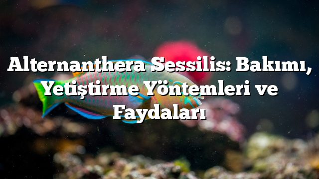 Alternanthera Sessilis: Bakımı, Yetiştirme Yöntemleri ve Faydaları Alternanthera Sessilis: Bakımı, Yetiştirme Yöntemleri ve Faydaları