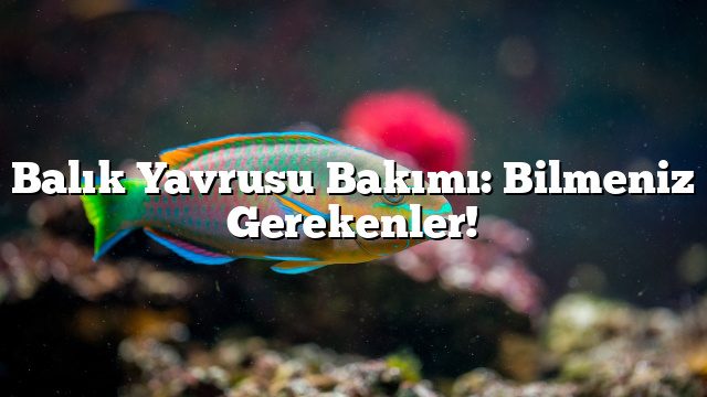 Balık Yavrusu Bakımı: Bilmeniz Gerekenler!