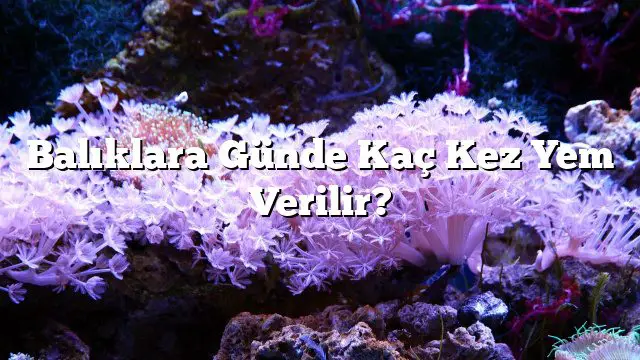 Balıklara Günde Kaç Kez Yem Verilir?