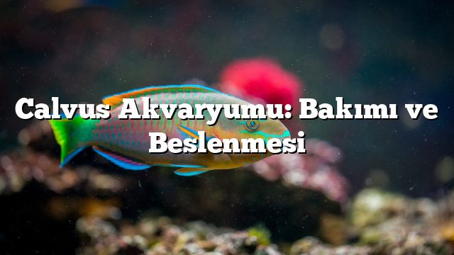Calvus Akvaryumu: Bakımı ve Beslenmesi Calvus Akvaryumu: Bakımı ve Beslenmesi