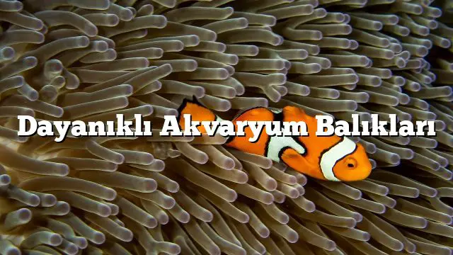 Dayanıklı Akvaryum Balıkları