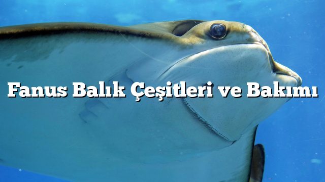 Fanus Balık Çeşitleri ve Bakımı