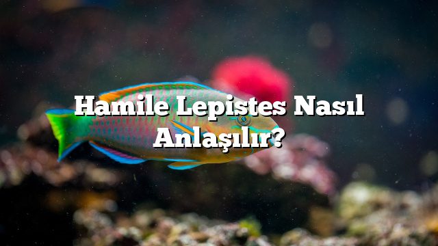 Hamile Lepistes Nasıl Anlaşılır?