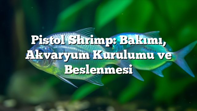 Pistol Shrimp: Bakımı, Akvaryum Kurulumu ve Beslenmesi Pistol Shrimp: Bakımı, Akvaryum Kurulumu ve Beslenmesi