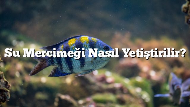 Su Mercimeği Nasıl Yetiştirilir? Su Mercimeği Nasıl Yetiştirilir?