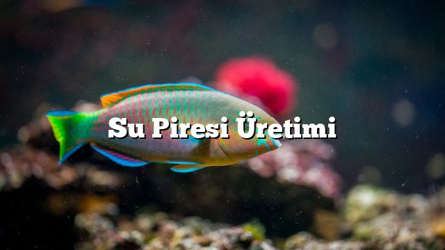 Su Piresi Üretimi