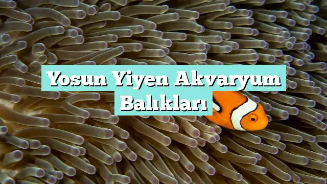 Yosun Yiyen Akvaryum Balıkları