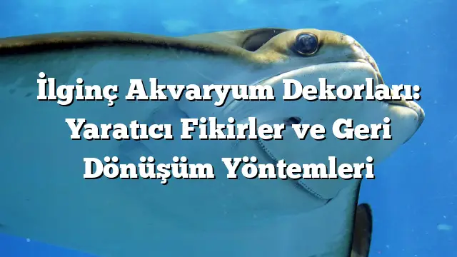 İlginç Akvaryum Dekorları: Yaratıcı Fikirler ve Geri Dönüşüm Yöntemleri İlginç Akvaryum Dekorları: Yaratıcı Fikirler ve Geri Dönüşüm Yöntemleri