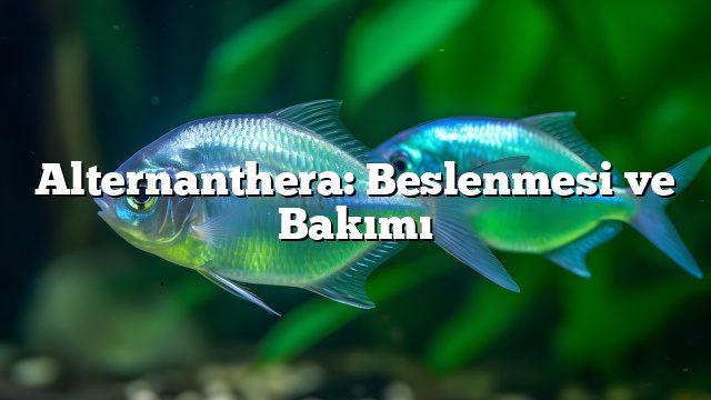 Alternanthera: Beslenmesi ve Bakımı