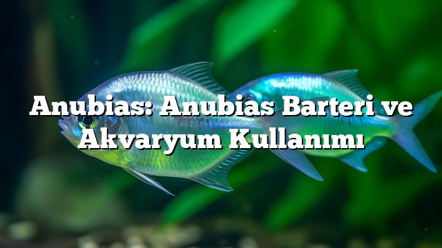 Anubias: Anubias Barteri ve Akvaryum Kullanımı