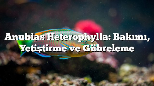 Anubias Heterophylla: Bakımı, Yetiştirme ve Gübreleme Anubias Heterophylla: Bakımı, Yetiştirme ve Gübreleme