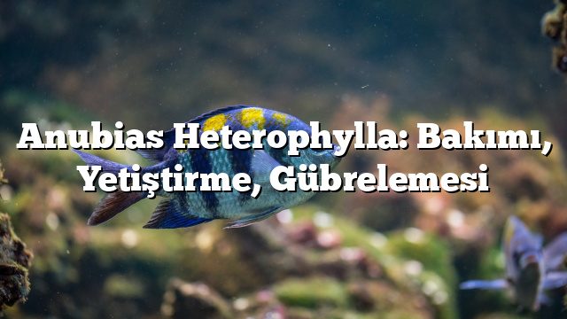 Anubias Heterophylla: Bakımı, Yetiştirme, Gübrelemesi Anubias Heterophylla: Bakımı, Yetiştirme, Gübrelemesi