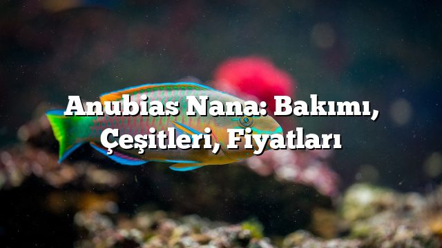 Anubias Nana: Bakımı, Çeşitleri, Fiyatları Anubias Nana: Bakımı, Çeşitleri, Fiyatları