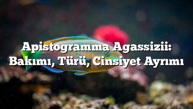 Apistogramma Agassizii: Bakımı, Türü, Cinsiyet Ayrımı Apistogramma Agassizii: Bakımı, Türü, Cinsiyet Ayrımı