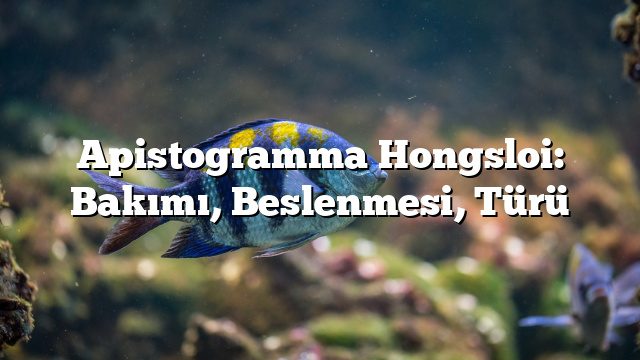 Apistogramma Hongsloi: Bakımı, Beslenmesi, Türü