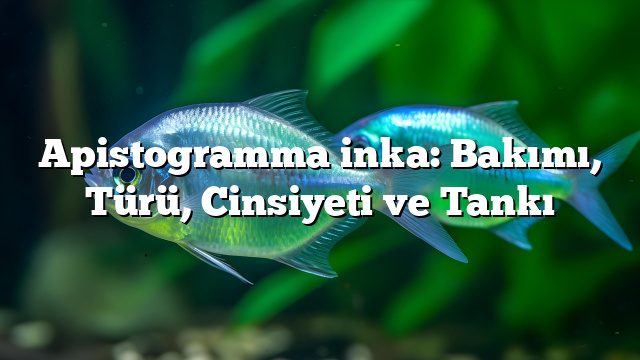 Apistogramma inka: Bakımı, Türü, Cinsiyeti ve Tankı Apistogramma inka: Bakımı, Türü, Cinsiyeti ve Tankı
