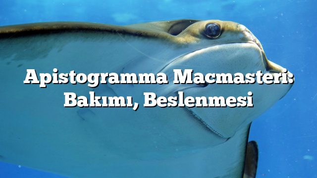 Apistogramma Macmasteri: Bakımı, Beslenmesi