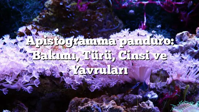 Apistogramma panduro: Bakımı, Türü, Cinsi ve Yavruları Apistogramma panduro: Bakımı, Türü, Cinsi ve Yavruları