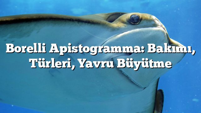 Borelli Apistogramma: Bakımı, Türleri, Yavru Büyütme