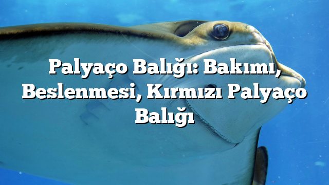 Palyaço Balığı: Bakımı, Beslenmesi, Kırmızı Palyaço Balığı Palyaço Balığı: Bakımı, Beslenmesi, Kırmızı Palyaço Balığı
