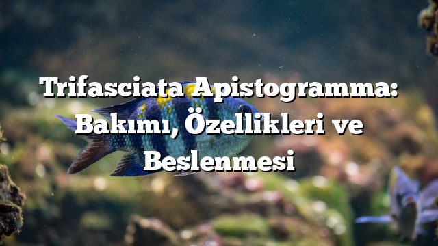 Trifasciata Apistogramma: Bakımı, Özellikleri ve Beslenmesi Trifasciata Apistogramma: Bakımı, Özellikleri ve Beslenmesi