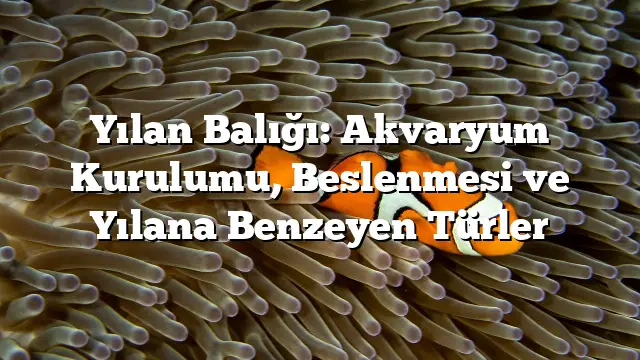 Yılan Balığı: Akvaryum Kurulumu, Beslenmesi ve Yılana Benzeyen Türler Yılan Balığı: Akvaryum Kurulumu, Beslenmesi ve Yılana Benzeyen Türler