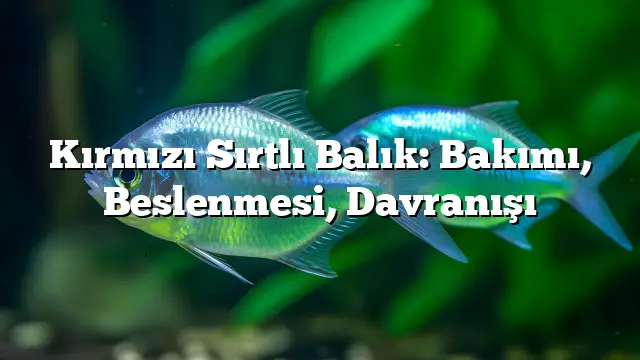 Kırmızı Sırtlı Balık: Bakımı, Beslenmesi, Davranışı Kırmızı Sırtlı Balık: Bakımı, Beslenmesi, Davranışı