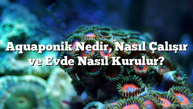 Aquaponik Nedir, Nasıl Çalışır ve Evde Nasıl Kurulur?