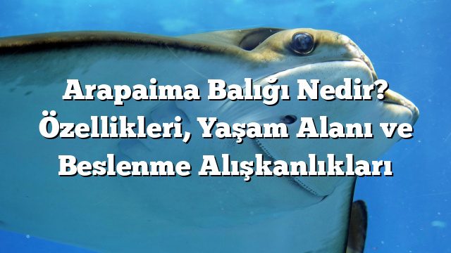 Arapaima Balığı Nedir? Özellikleri, Yaşam Alanı ve Beslenme Alışkanlıkları