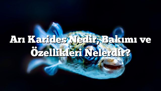 Arı Karides Nedir, Bakımı ve Özellikleri Nelerdir?