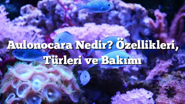 Aulonocara Nedir? Özellikleri, Türleri ve Bakımı