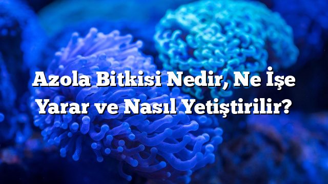 Azola Bitkisi Nedir, Ne İşe Yarar ve Nasıl Yetiştirilir?