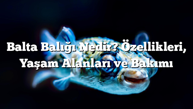 Balta Balığı Nedir? Özellikleri, Yaşam Alanları ve Bakımı