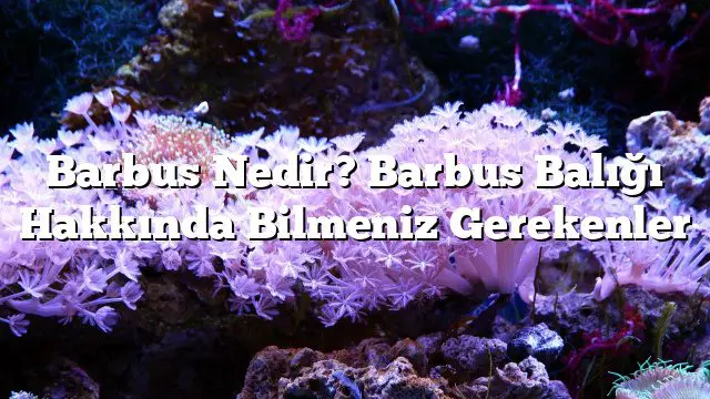 Barbus Nedir? Barbus Balığı Hakkında Bilmeniz Gerekenler