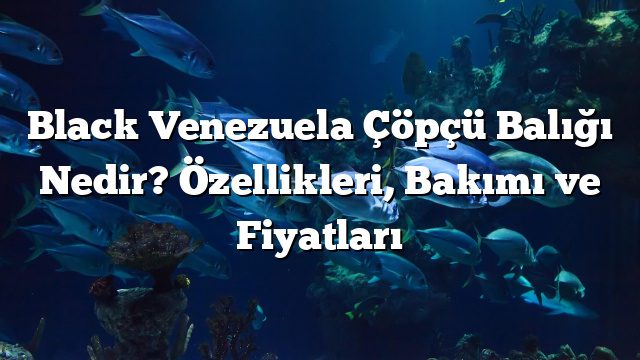 Black Venezuela Çöpçü Balığı Nedir? Özellikleri, Bakımı ve Fiyatları