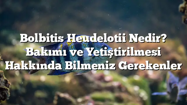 Bolbitis Heudelotii Nedir? Bakımı ve Yetiştirilmesi Hakkında Bilmeniz Gerekenler