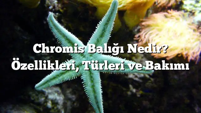 Chromis Balığı Nedir? Özellikleri, Türleri ve Bakımı