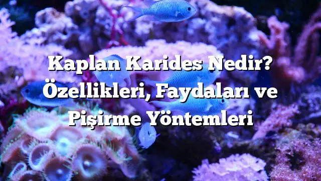 Kaplan Karides Nedir? Özellikleri, Faydaları ve Pişirme Yöntemleri