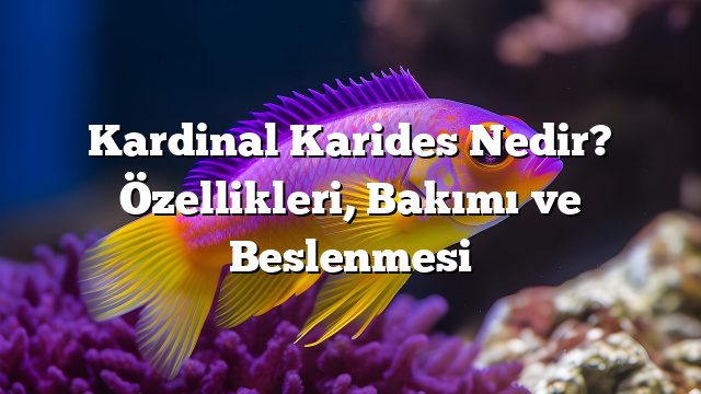 Kardinal Karides Nedir? Özellikleri, Bakımı ve Beslenmesi