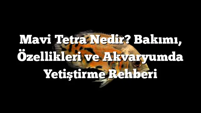 Mavi Tetra Nedir? Bakımı, Özellikleri ve Akvaryumda Yetiştirme Rehberi