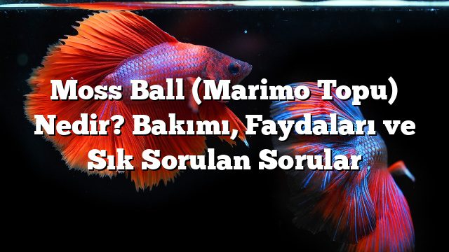 Moss Ball (Marimo Topu) Nedir? Bakımı, Faydaları ve Sık Sorulan Sorular